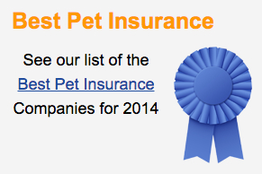 The Best Pet Insurance Companies In America